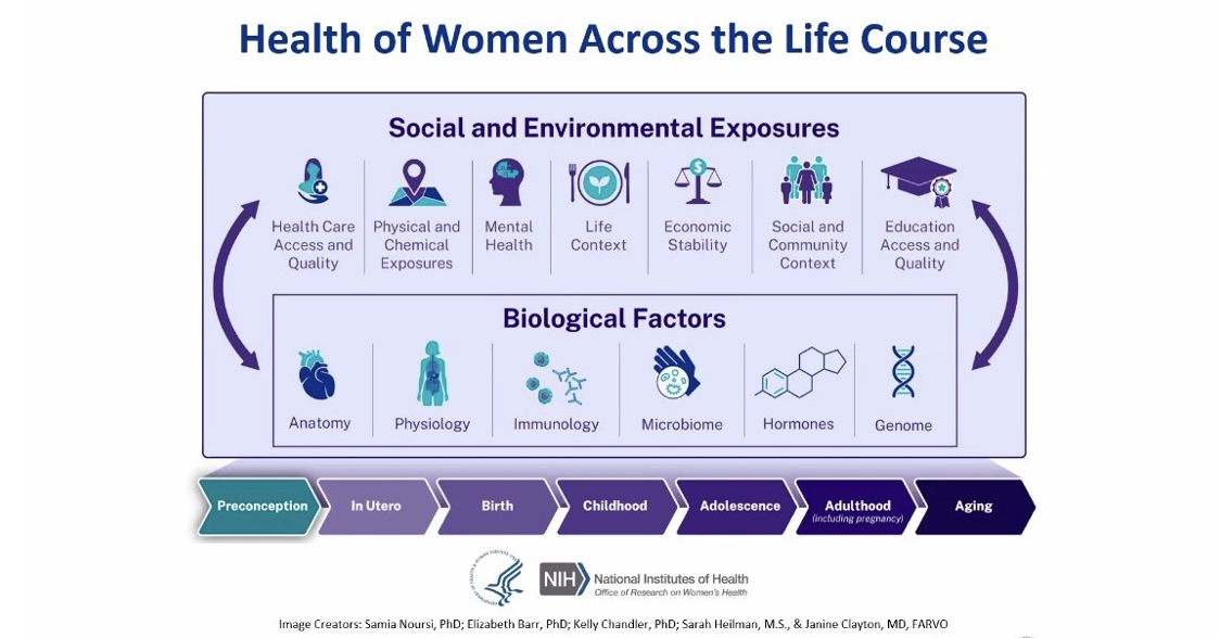 factors influencing sex development from Regitz-Zagrosek, V. EMBOR 13 (7)